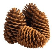 Enhance your outdoor décor with the natural beauty of Jeffrey Pine Cones. These decorative pine cones bring a touch of rustic charm to your surroundings, making them a perfect addition to your outdoor spaces. Scatter them around your garden or use them in craft projects to add an earthy and woodland-inspired element to your décor.