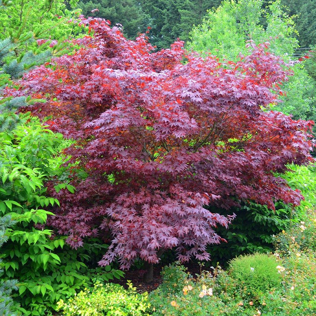 Fireglow Japanese Maple # 5 125cm Container