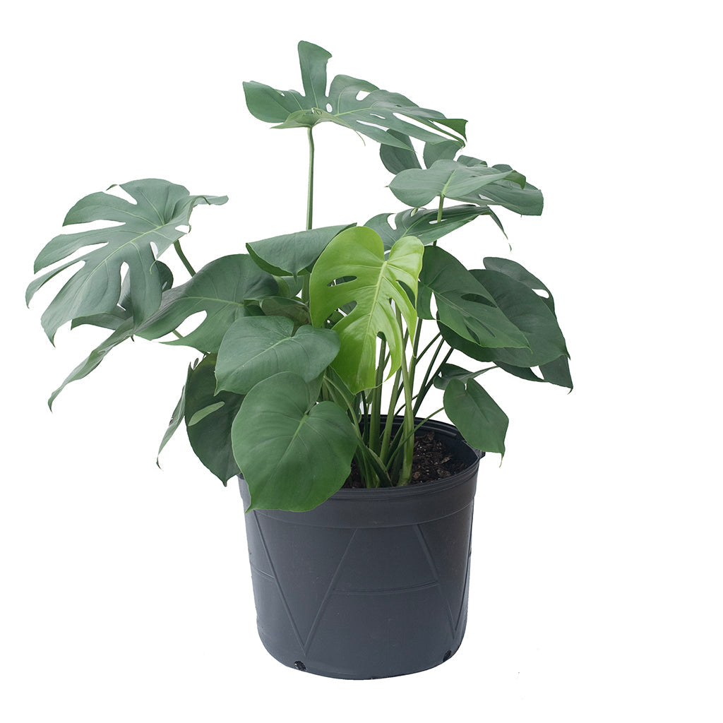 monstera bush Monstera Bush 14"