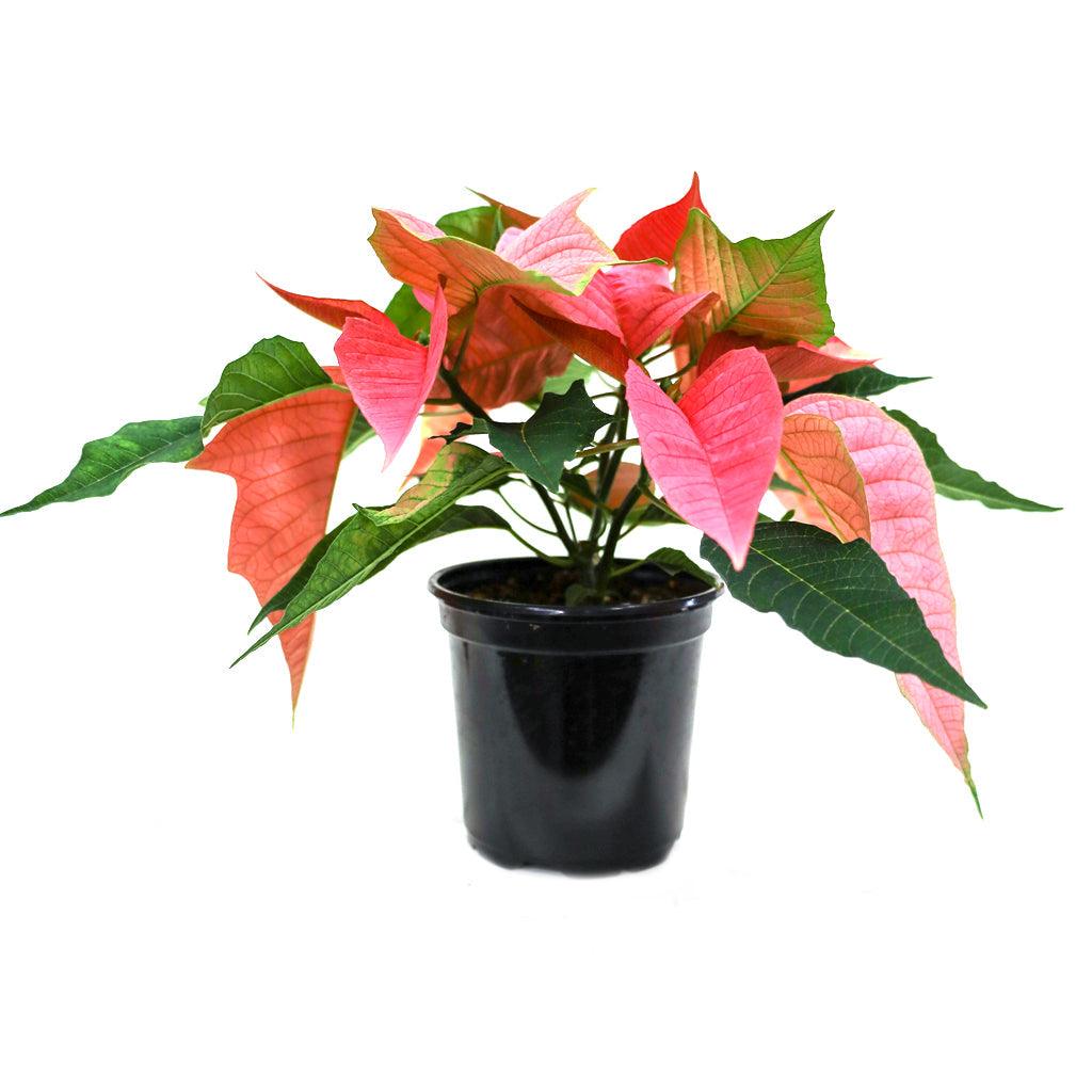 Poinsettia 4.5&quot; Pink