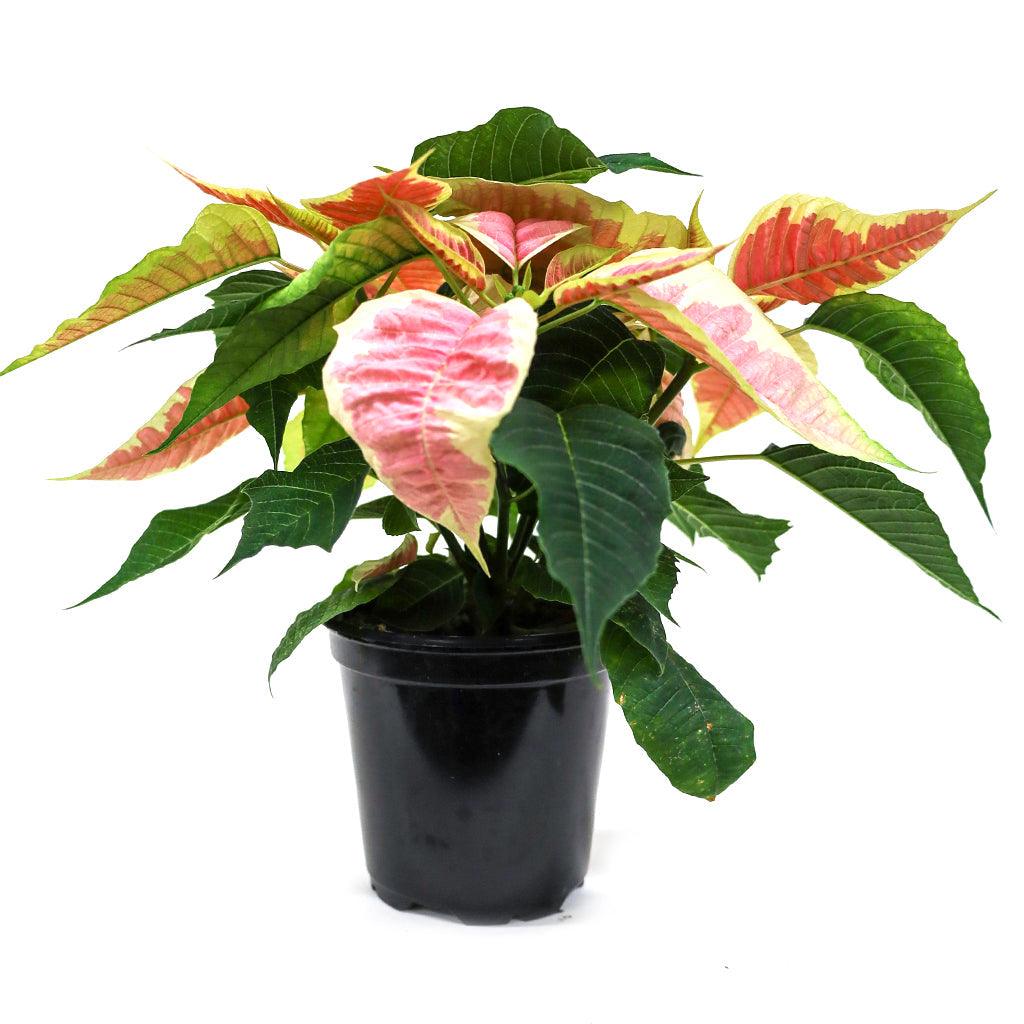 Poinsettia 4.5&quot; Novelty - Pink and Cream Marble