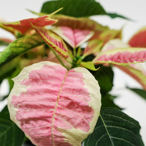 Poinsettia 4.5" Novelty - Pink and Cream Marble