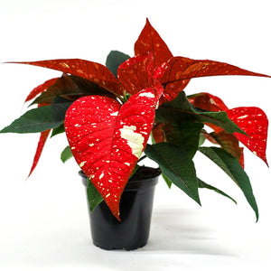 Poinsettia 4.5" Novelty - Red and White Speckled