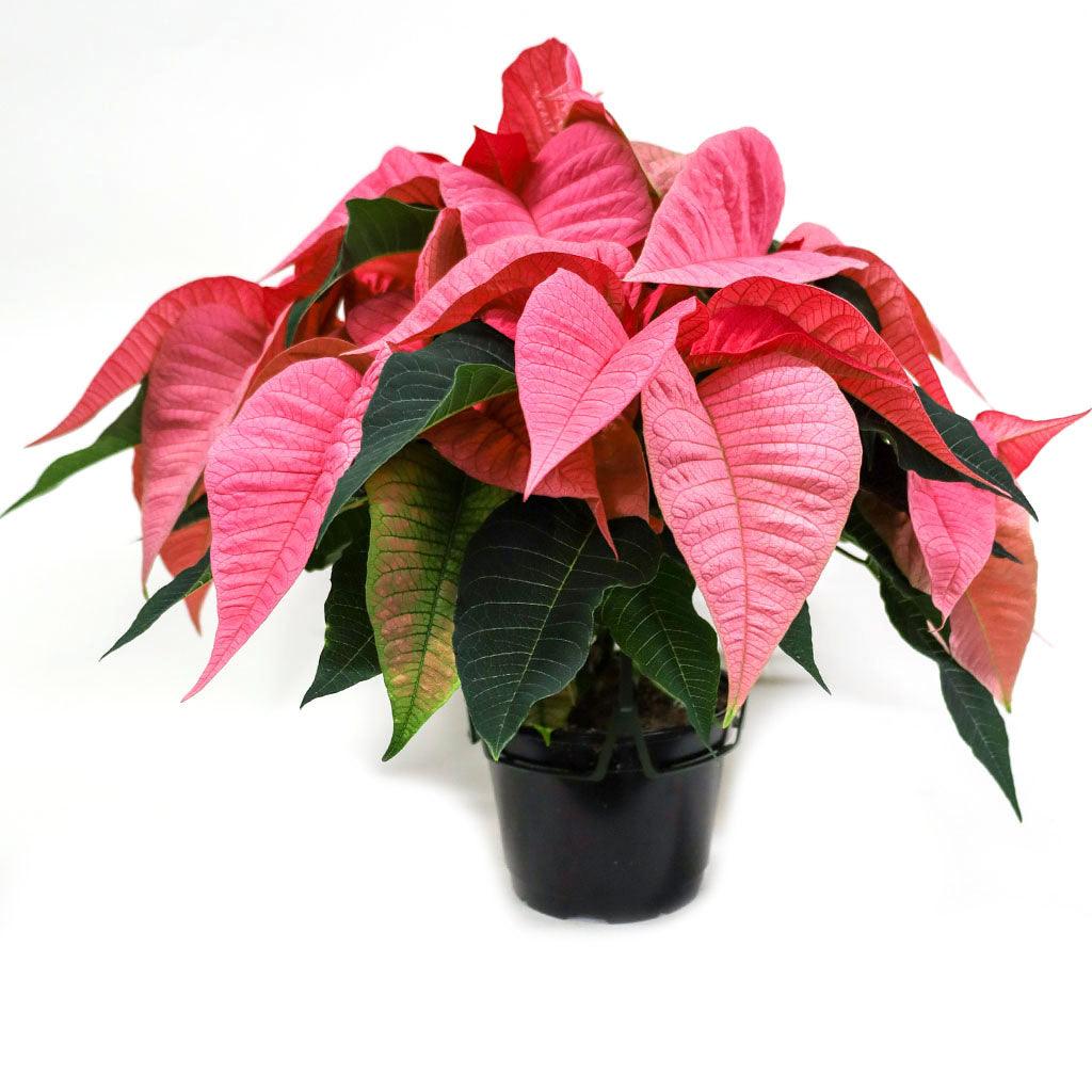 Poinsettia 6.5&quot; Pink