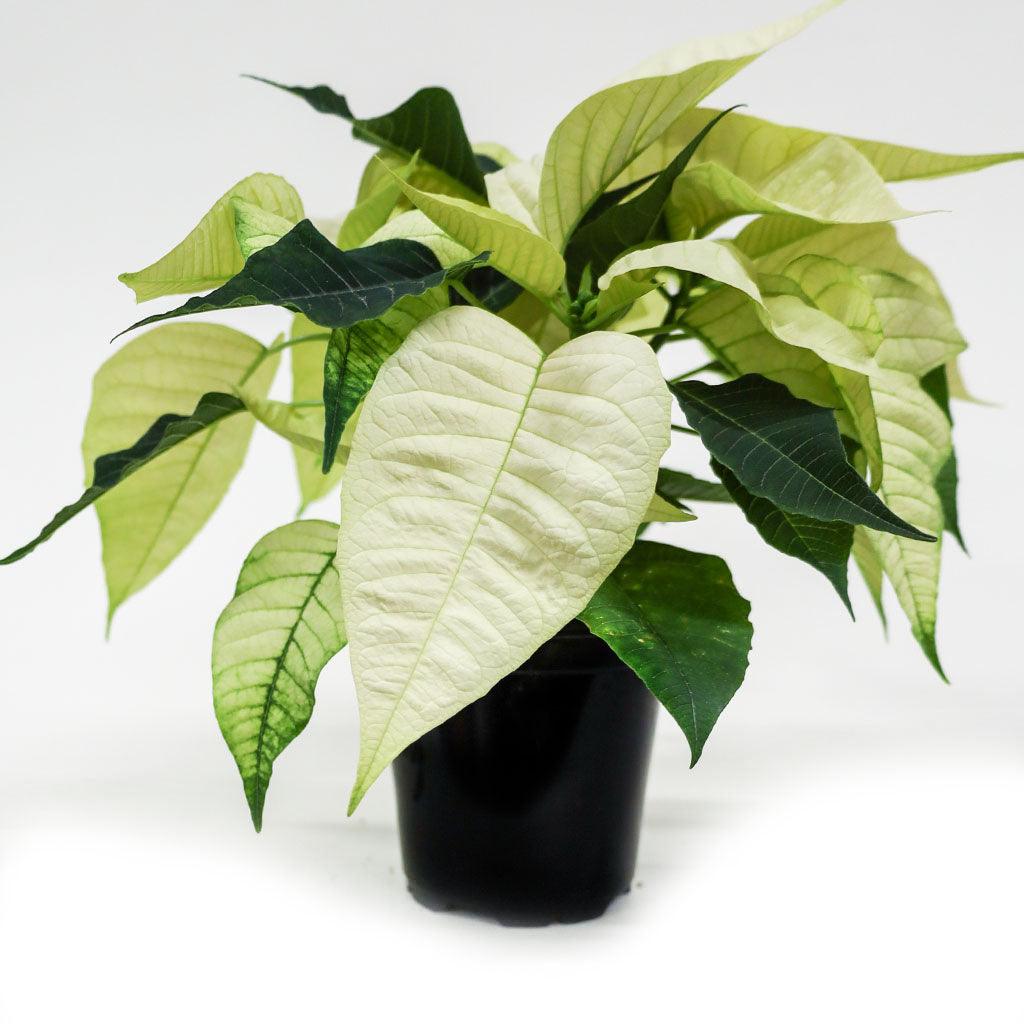 Poinsettia 6.5&quot; White