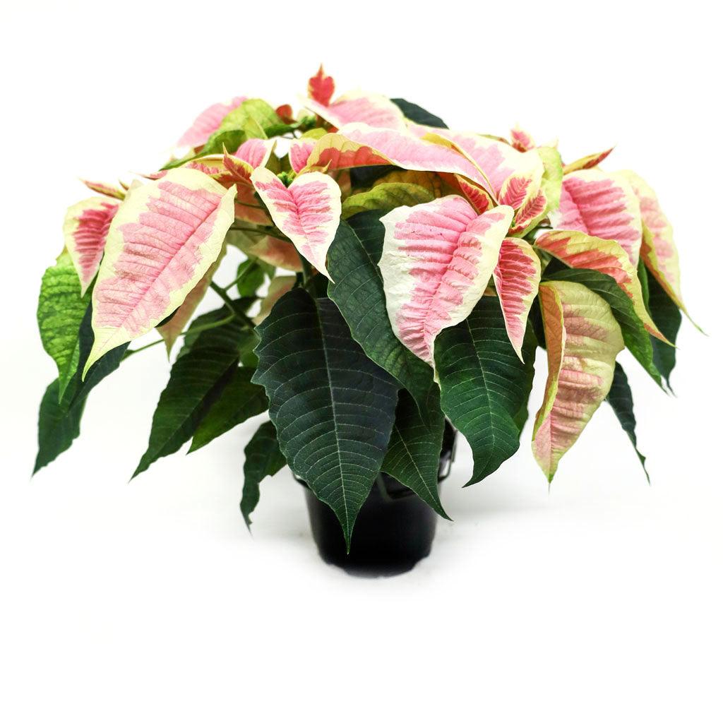 Poinsettia 6.5" Novelty - Pink and Cream Marble