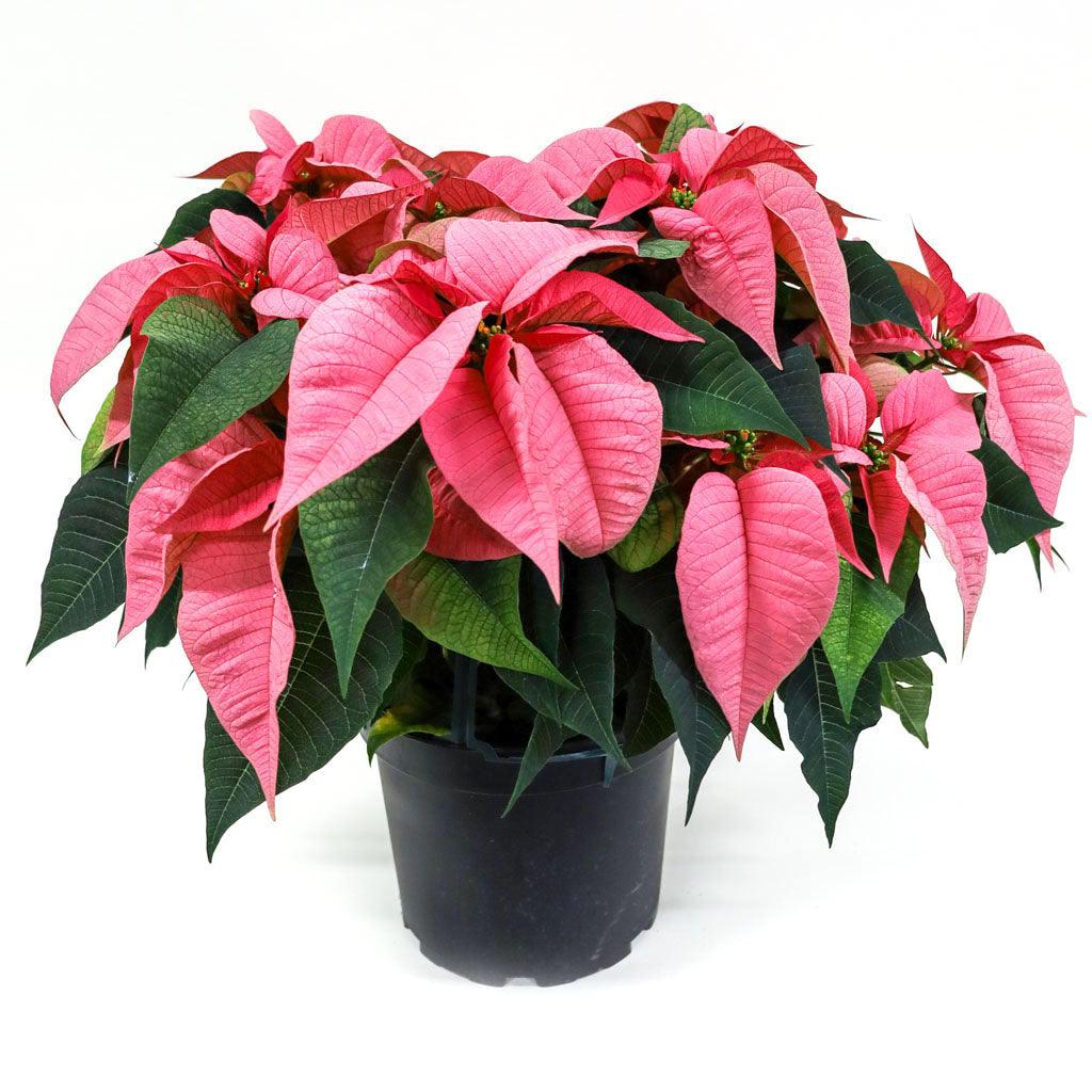 Poinsettia 8&quot; Pink