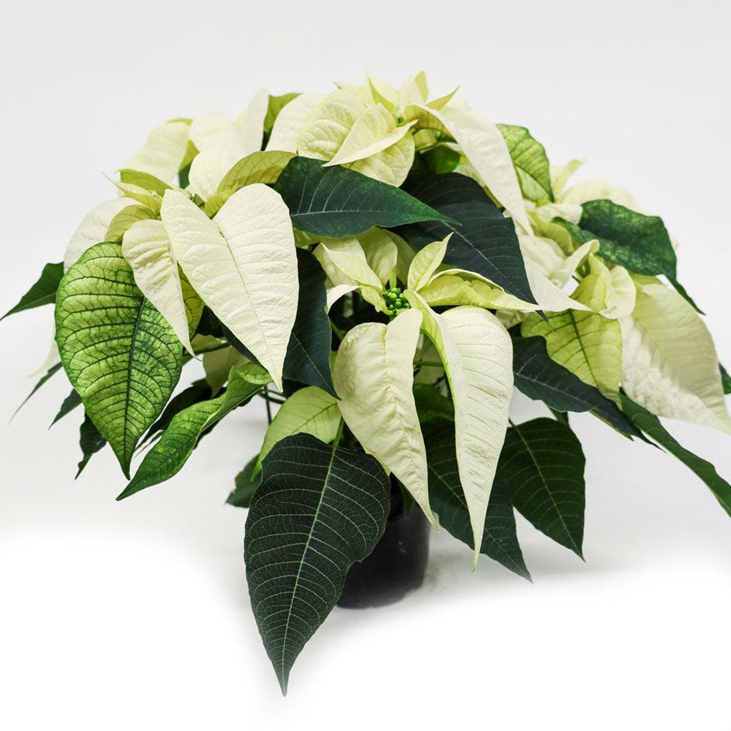 Poinsettia 8&quot; White