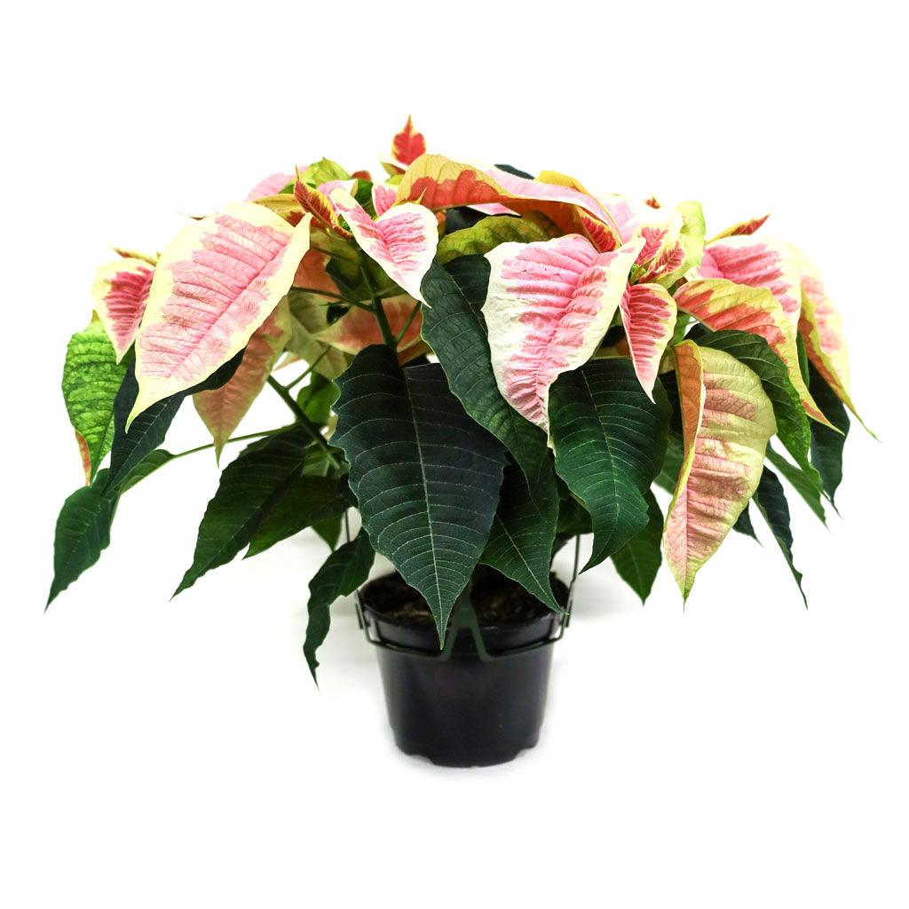 Poinsettia 8" Novelty - Pink and Cream Marble