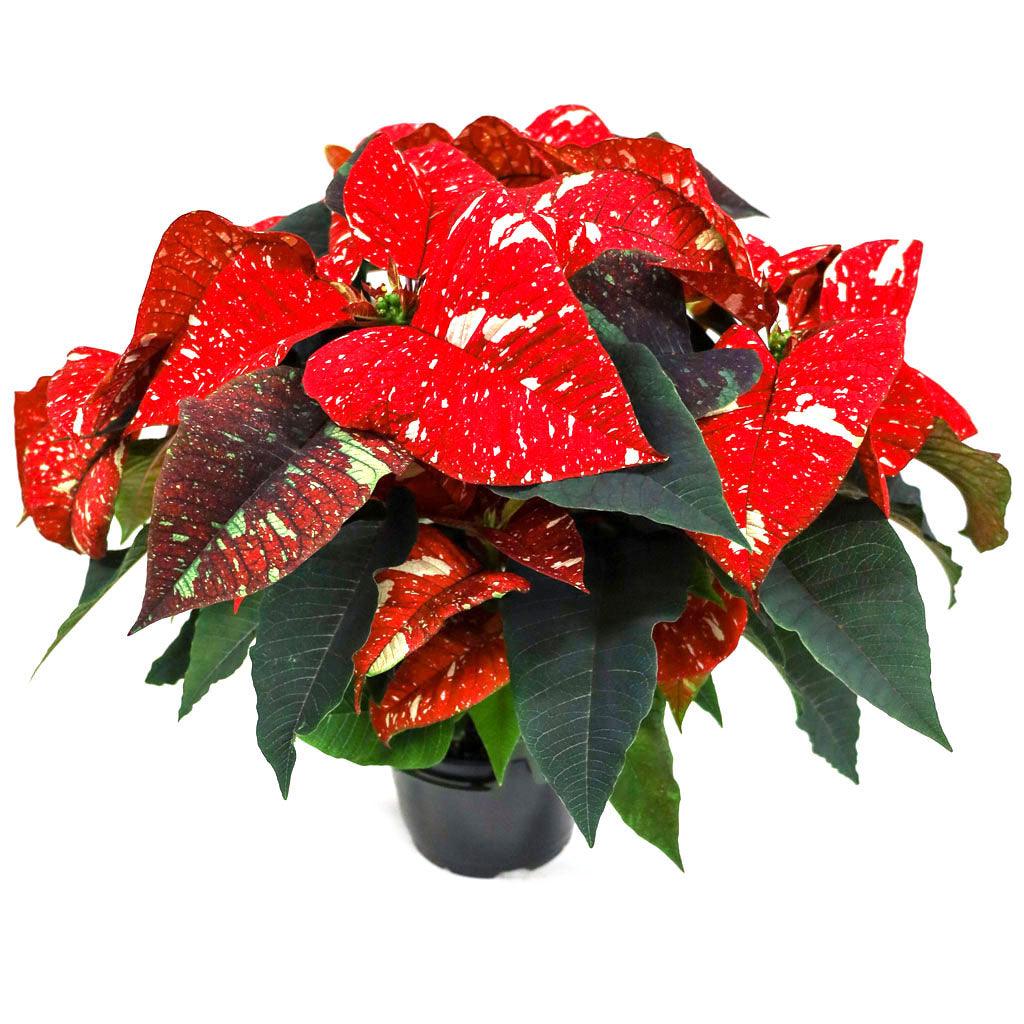 Poinsettia 8&quot; Novelty - Red and White Speckled