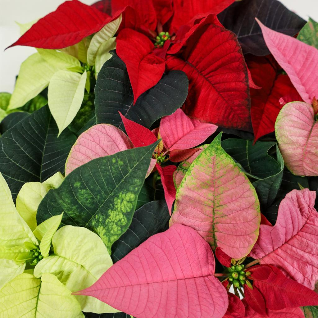 Poinsettia 8&quot; Novelty - Triple Red, White and Pink