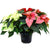 Poinsettia 8" Novelty - Triple Red, White and Pink