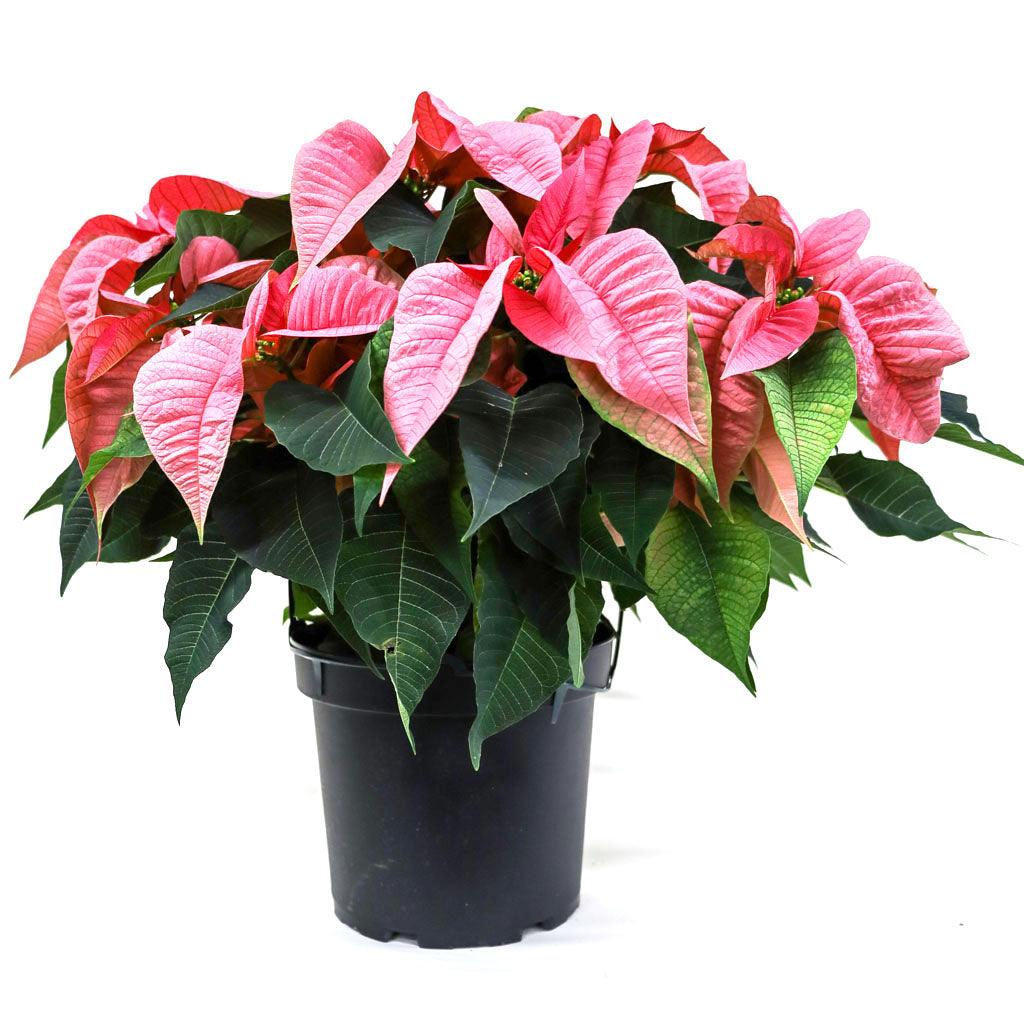 Poinsettia 10" Pink