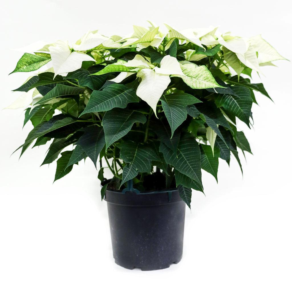 Poinsettia 10&quot; White