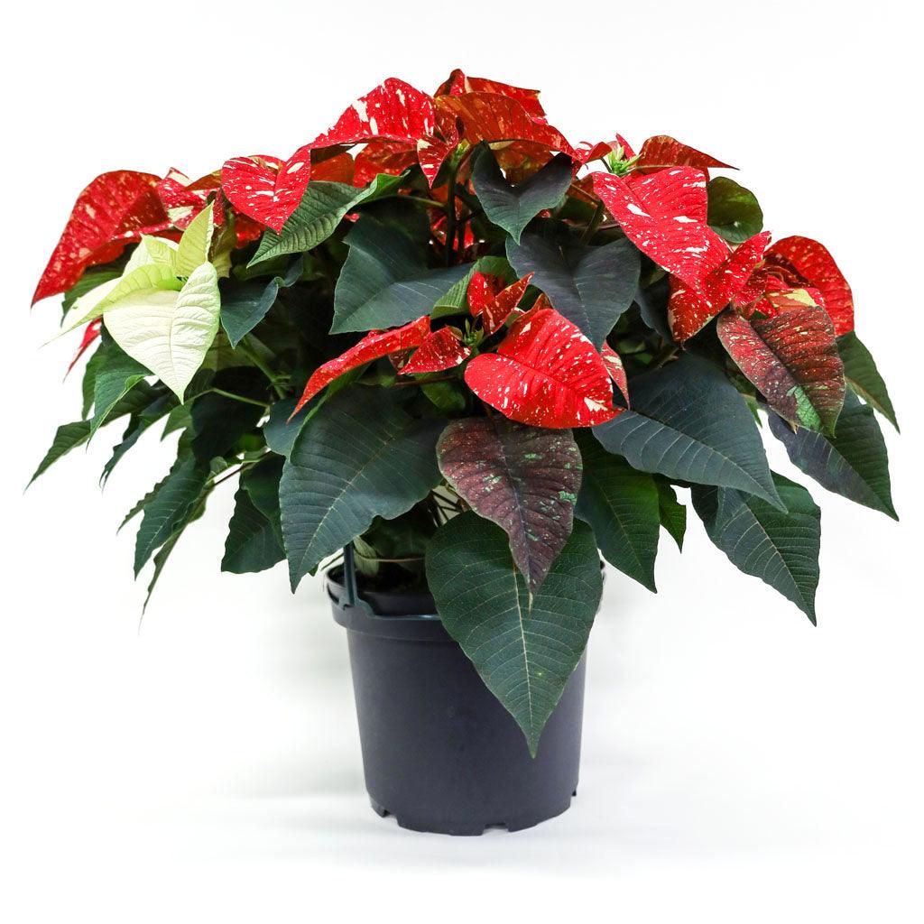 Poinsettia 10&quot; Novelty - Red and White Speckled