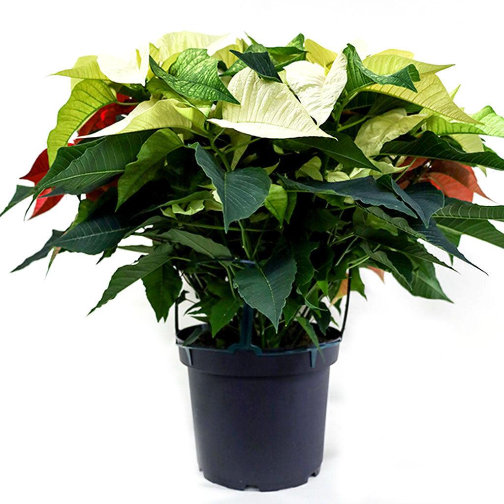 Poinsettia 10&quot; Novelty Triple Red, White and Pink