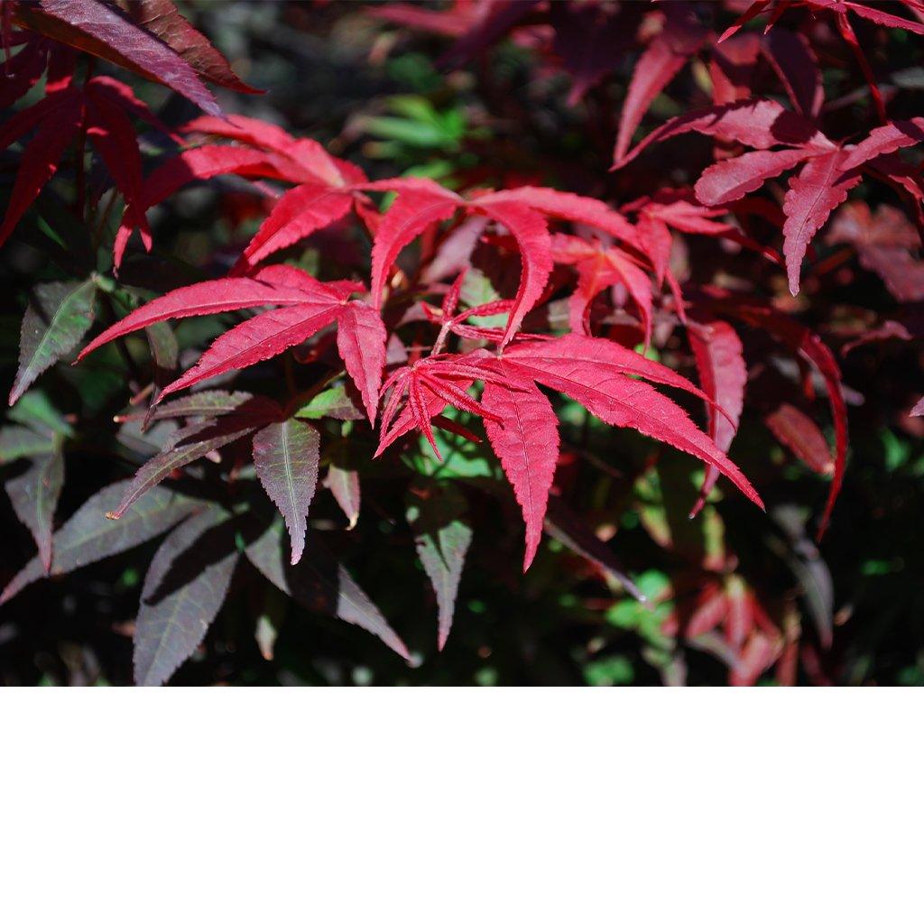 Winter&#39;s Columnar Red Japanese Maple # 7 150cm Container