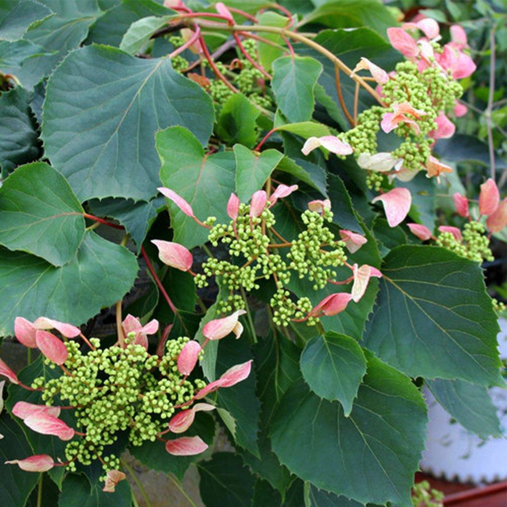 Rose Sensation False Hydrangea PW®  # 3 PW Cont