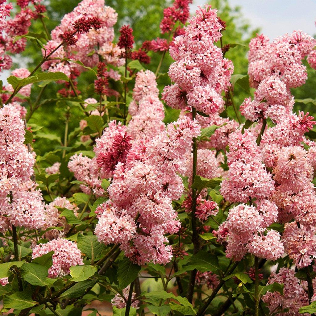 Miss Canada Preston Lilac # 7 Container