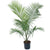 Ravenea/Majesty Palm