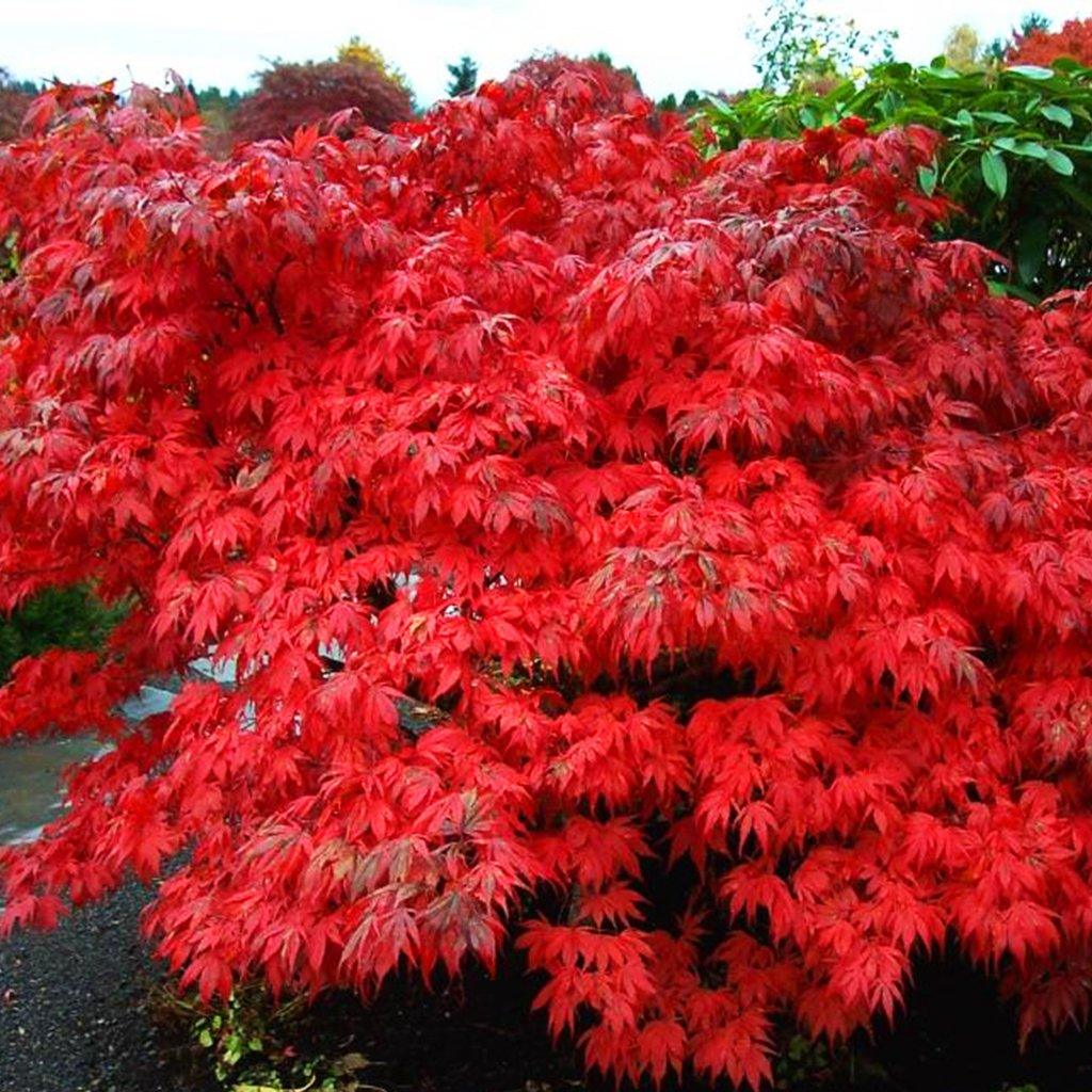 Oregon Sunset Japanese Maple  40cm B&B