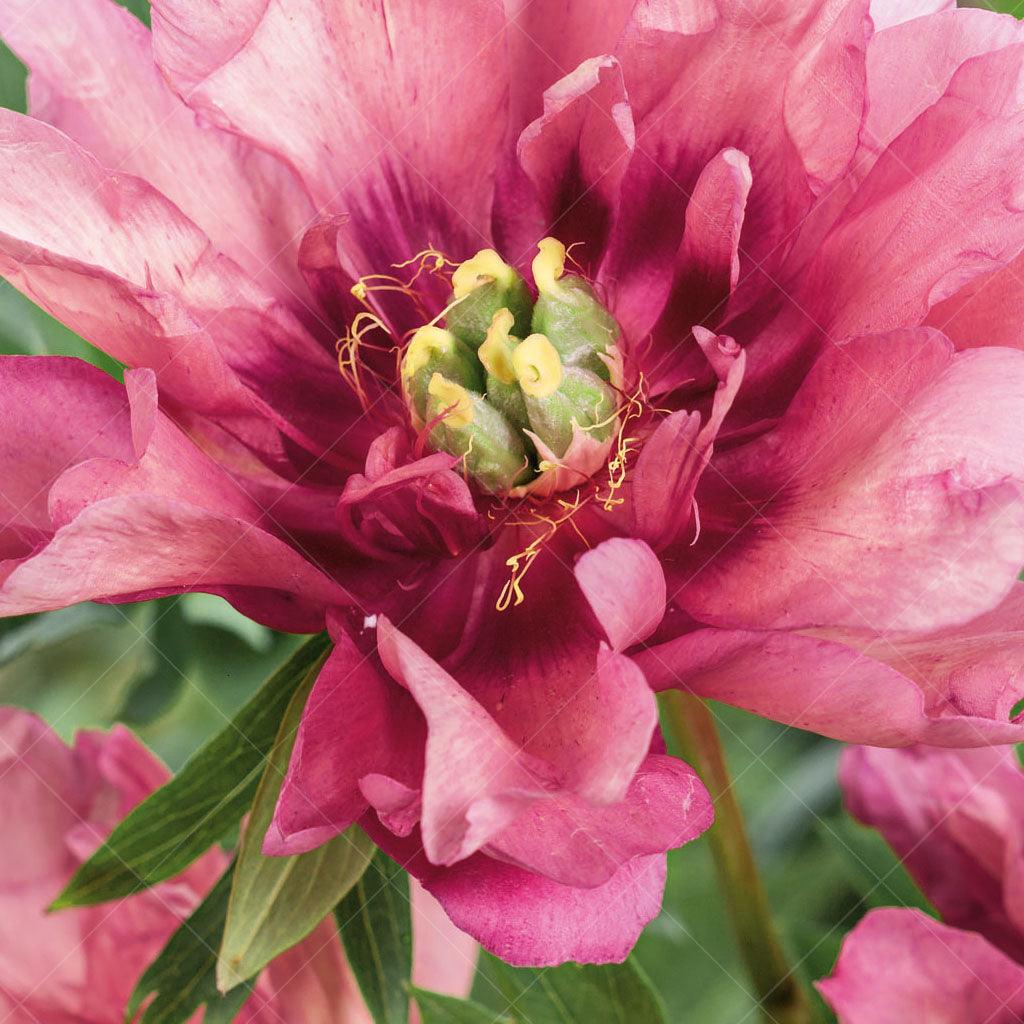 Hillary Itoh Peony