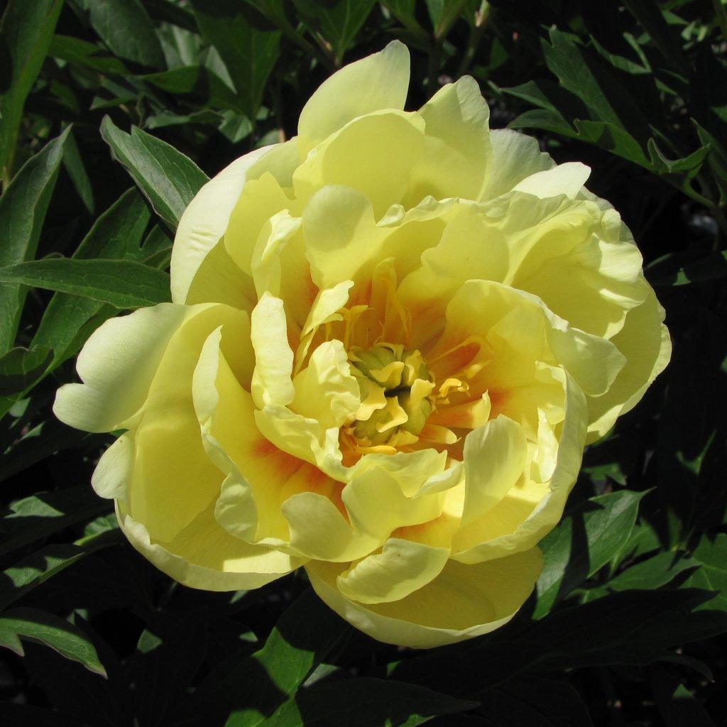 Smith Family Jewel Itoh Peony