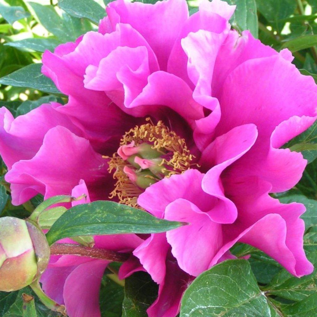 Symphonie Pourpre Itoh Peony