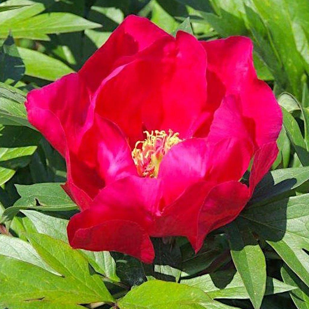Unique Itoh Peony