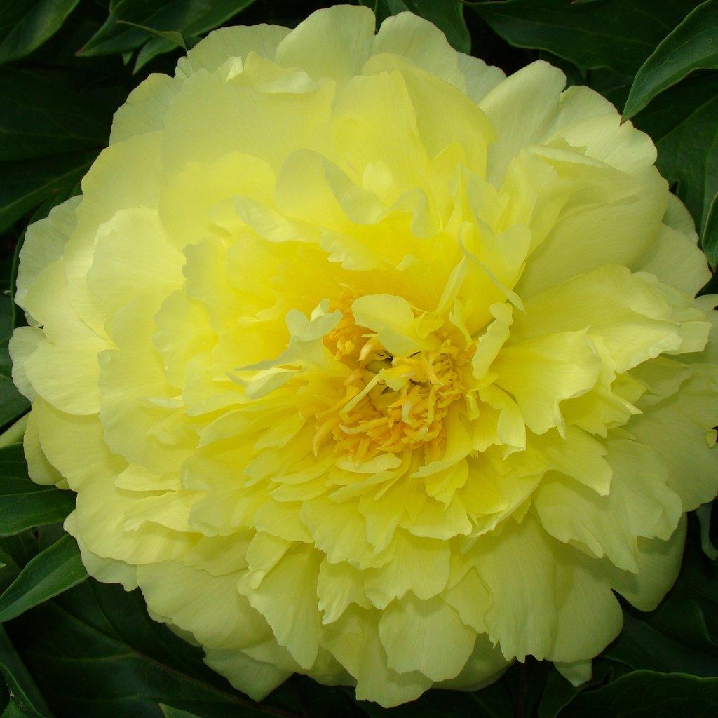 Yellow Doodle Dandy Itoh Peony