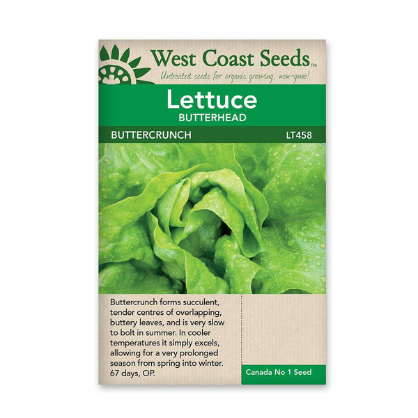 Lettuce Buttercrunch Seeds Sheridan Nurseries Online