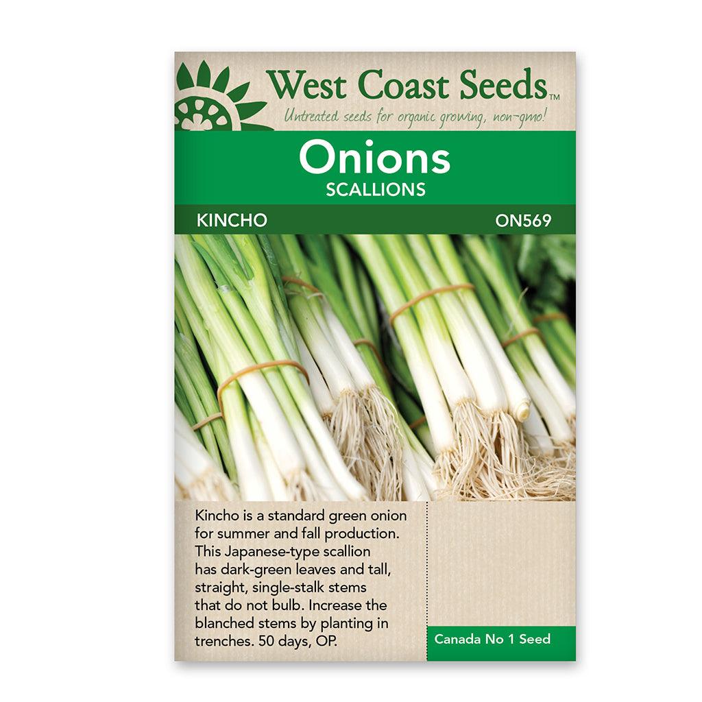 Onion Kincho Seeds