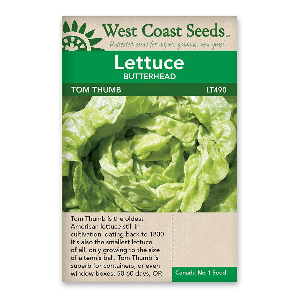 Lettuce Tom Thumb Seeds