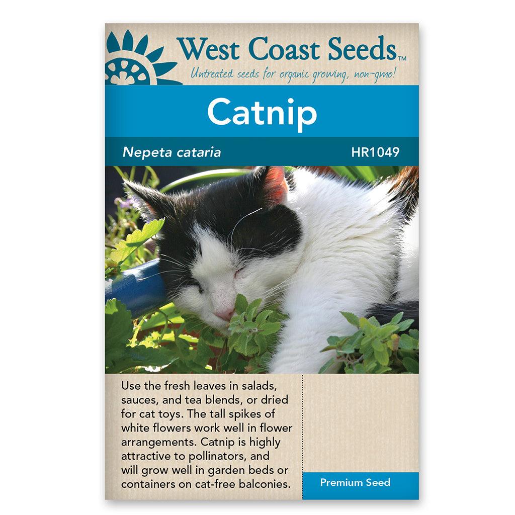 Catnip Seeds