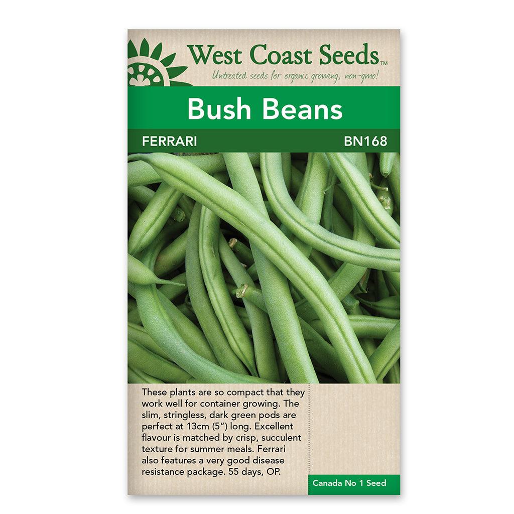 Introducing Beans Ferrari Seeds, a quick and reliable addition to your garden. These beans mature in just 55 days, providing you with a bountiful harvest in a short time. Thriving in full sun, they are perfect for sunny locations in your garden. One of their exceptional features is their disease resistance, ensuring a healthy and productive crop. 