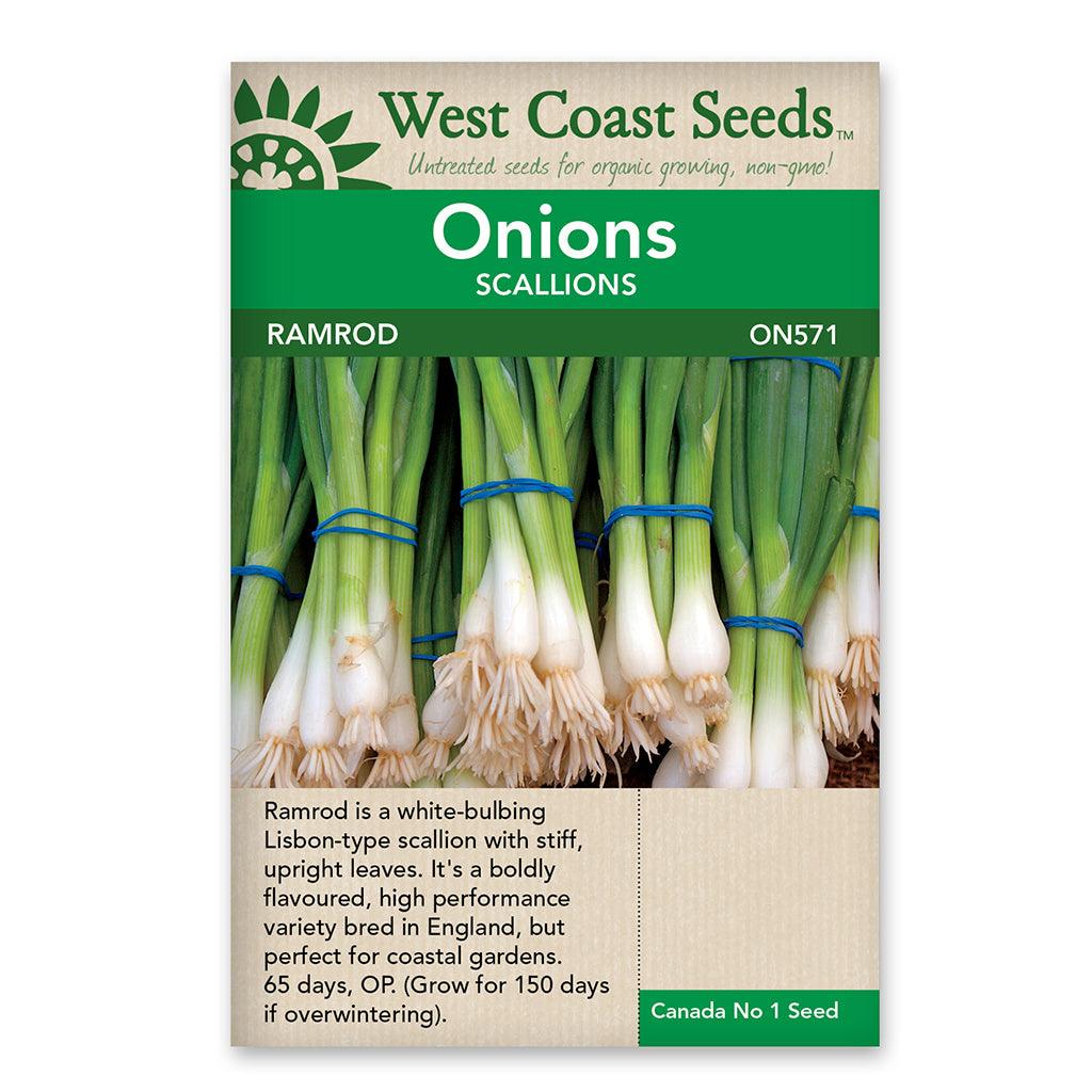 These onions mature in just 65 days, providing you with bold and excellent flavor that is a favorite for salads and various dishes. Known for their outstanding taste and easy cultivation, Ramrod onions are a reliable and delightful choice for your garden. Embrace the pleasure of growing these onions and enjoy their delicious flavor that will enhance your favorite recipes. 