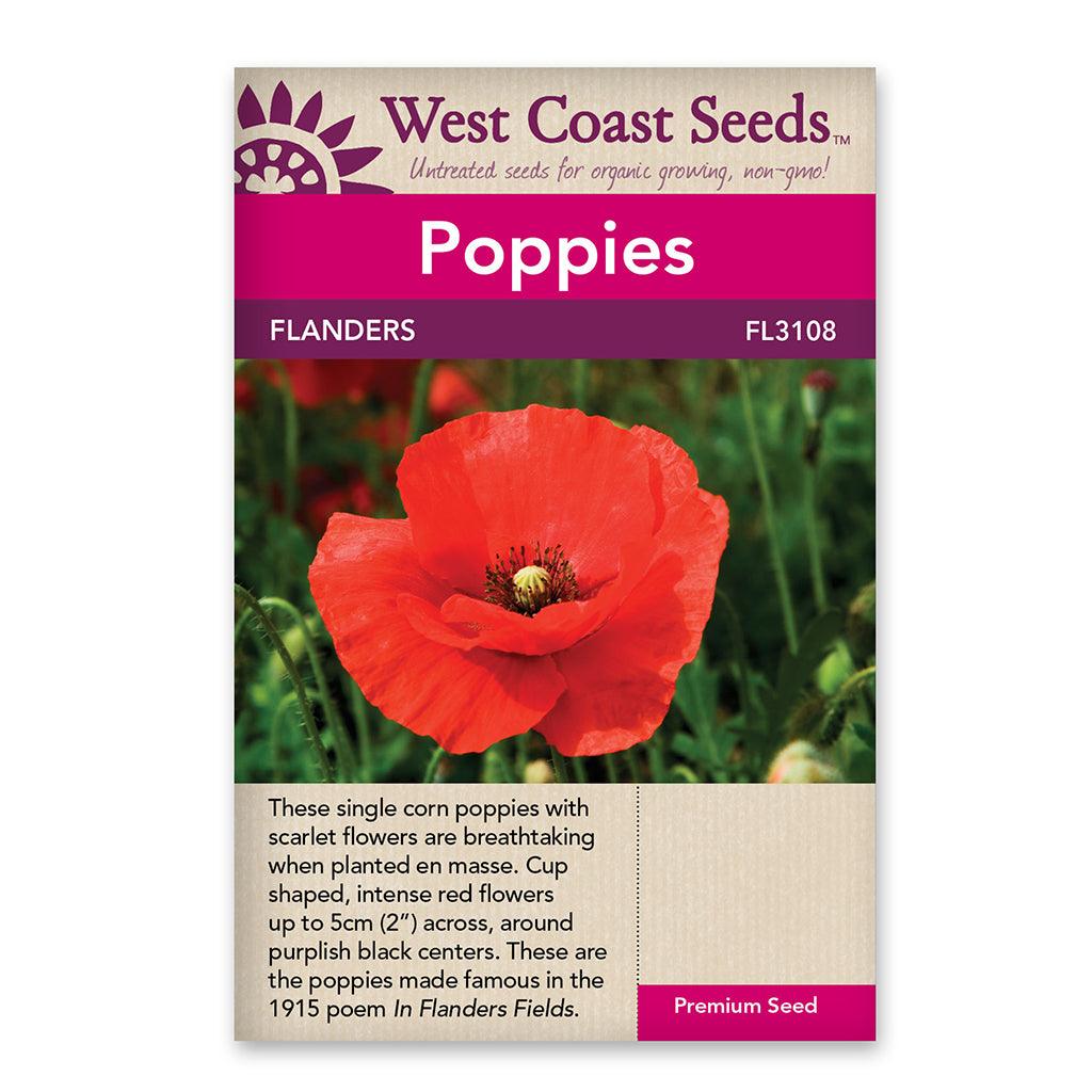 Poppies Flanders Poppy Seeds