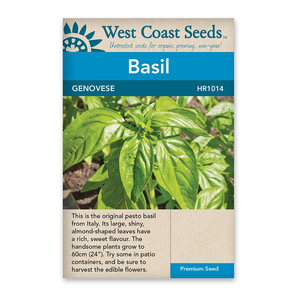 These basil seeds produce pesto basil, known for its origin in Italy and its shiny, large leaves. The pronounced flavor of Genovese basil is perfect for creating delicious and aromatic pesto sauces. Being certified organic, you can trust that these seeds are cultivated using natural and sustainable practices. Embrace the pleasure of growing Genovese Organic Basil and enjoy the delight of harvesting its fresh and flavorful leaves for your culinary masterpieces. 