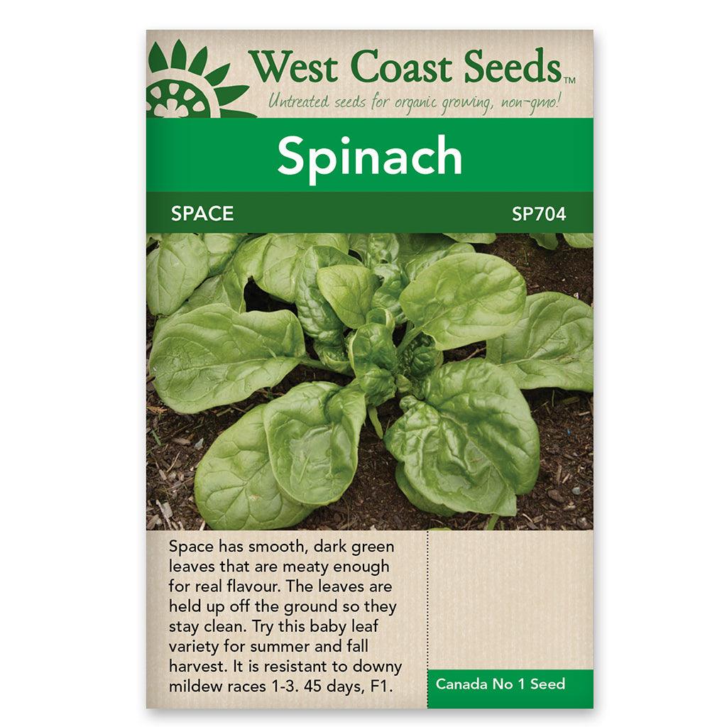 This hybrid spinach variety matures in just 45 days, providing you with fresh and delicious leaves in a short amount of time. Thriving in full sun to partial shade, Space spinach is ideal for growing in the cool season, ensuring a bountiful harvest of nutritious greens. One of its exceptional features is its resistance to downy mildew races 103, making it a reliable and resilient choice for your garden. 