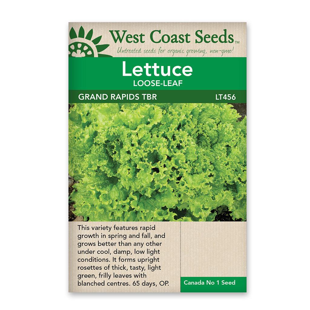 This lettuce variety matures in just 65 days, allowing you to enjoy its fresh and crisp leaves relatively quickly. It thrives in full sun to partial shade, making it a versatile choice for various light conditions in your garden. Lettuce Grand Rapids Tbr Seeds is an ideal addition to your cold season garden, providing a delightful and nutritious option for your salads and sandwiches. 