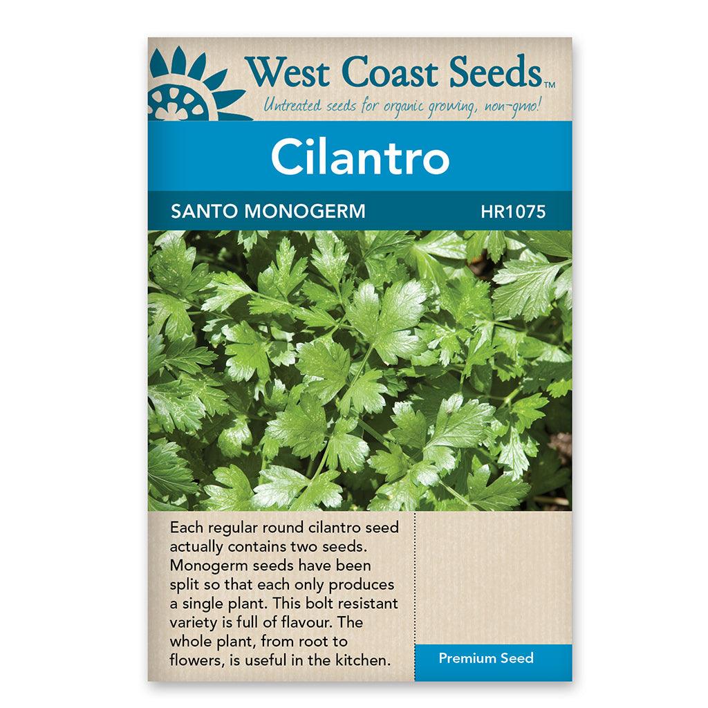 These seeds thrive in full sun or partial shade, making them adaptable to various light conditions. Silantro, also known as coriander, is an ideal choice for the cool season, providing you with fresh and flavorful leaves for your culinary creations. Bred for bolt resistance, this variety ensures a longer harvest period without premature flowering. 