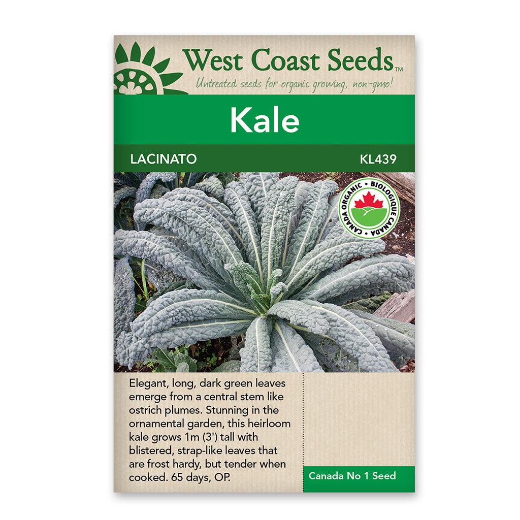Kale Lacinato Certified Organic Seeds