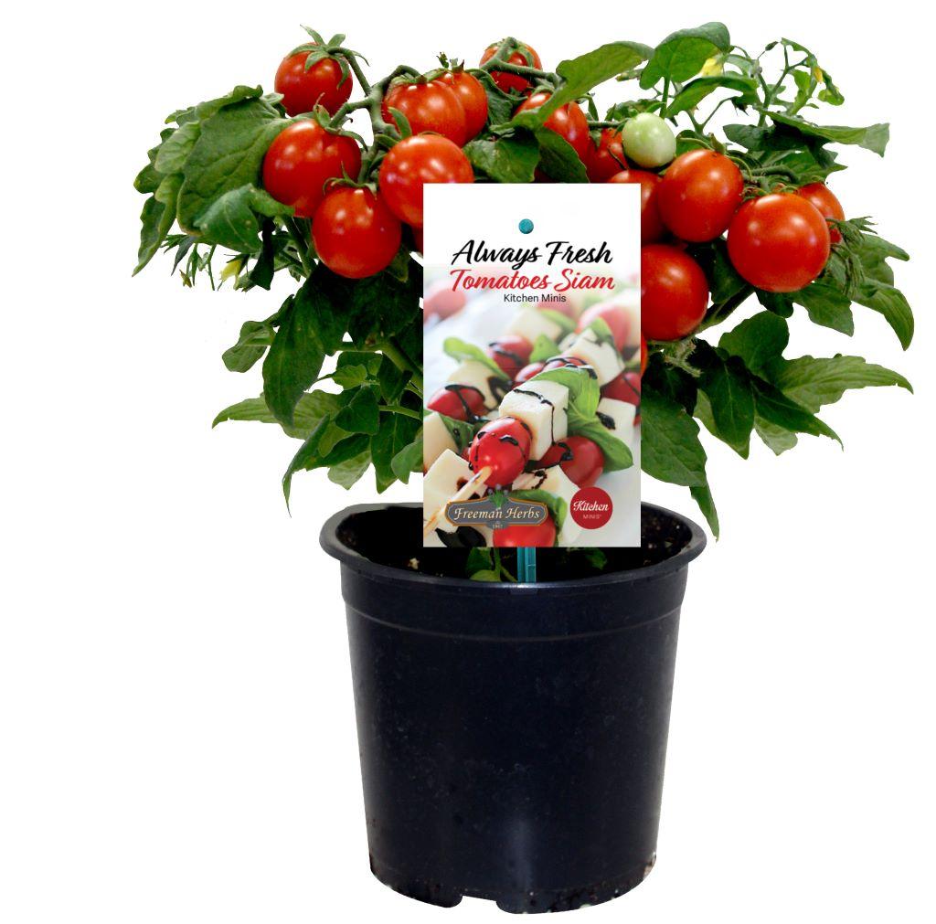 Kitchen Mini Tomatoes Siam