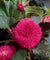 Belgium Begonia Fimbriata 6/up, 1/Pkg