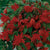 Belgium Begonia Pendula 6/up, 1/Pkg