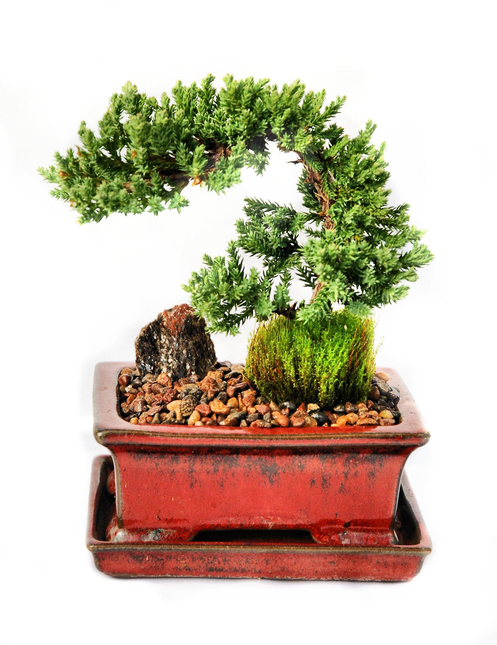 Bonsai Juniper