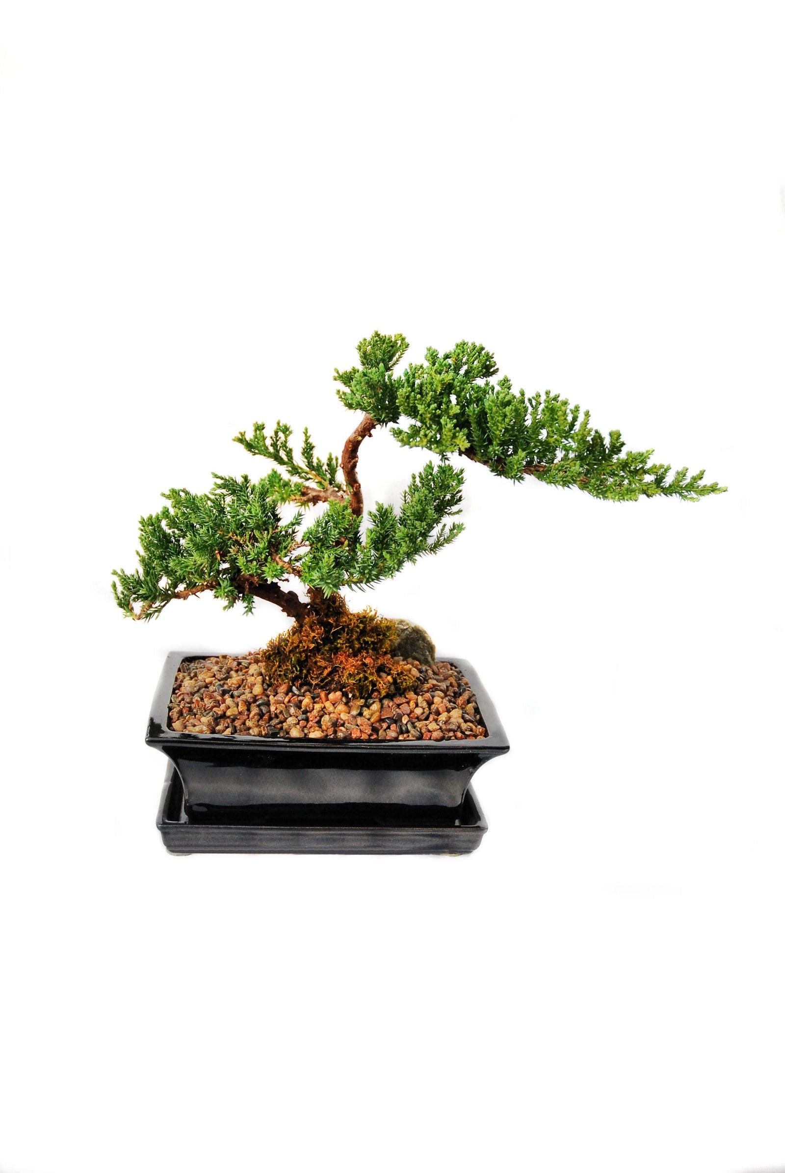 Bonsai Juniper