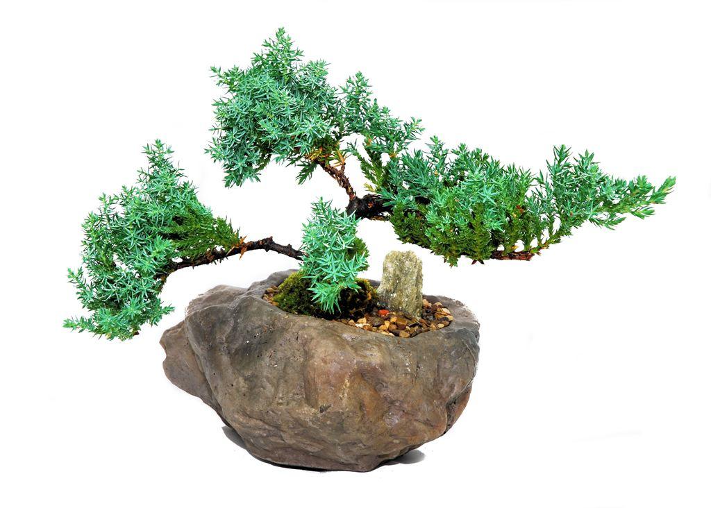 Bonsai Juniper