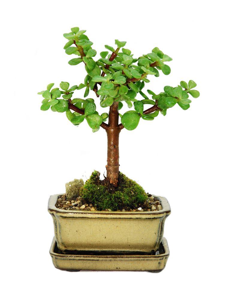 Bonsai Mini Jade
