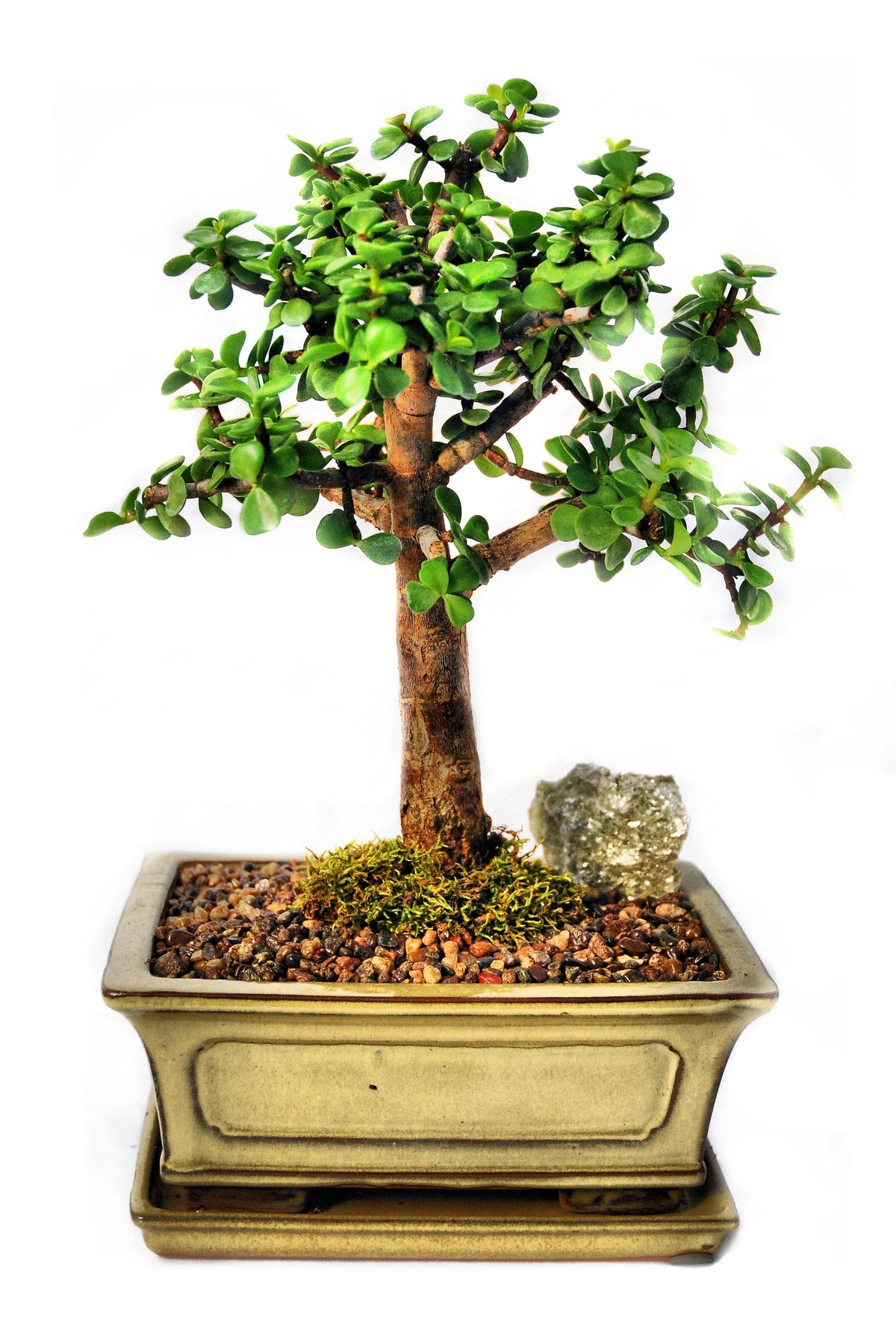 Bonsai Mini Jade